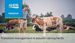 Transition management in autumn calving herds